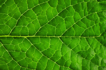 a leaf of fresh green mint with streaks, isolated