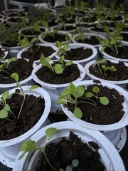 Lettuce seeds that are still in the process of growing.