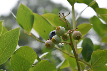 Blueberry Bush with Ripe and Unripe Berries