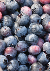 Obraz premium Fresh Organic Blueberries Ripening in the Summer Sun
