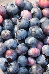 Purple and Blue Berries Freshly Picked in a Bowl
