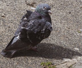 Angry old pigeon