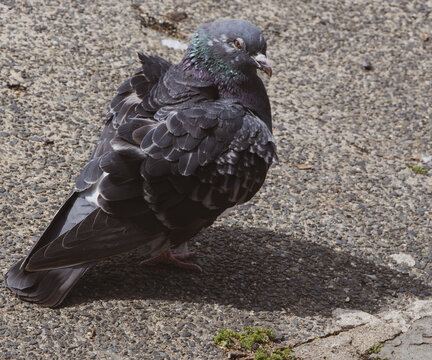 Angry Old Pigeon