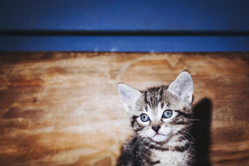 Portrait d'un mignon petit chaton tigré gris aux yeux bleus