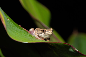 A beautiful painted reed frog, or marbled reed frog (Hyperolius marmoratus) on a leaf on a cold winter's evening