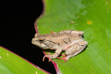 A beautiful painted reed frog, or marbled reed frog (Hyperolius marmoratus) on a leaf on a cold winter's evening
