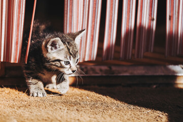 Portrait d'un mignon petit chaton tigré gris en train de jouer dehors