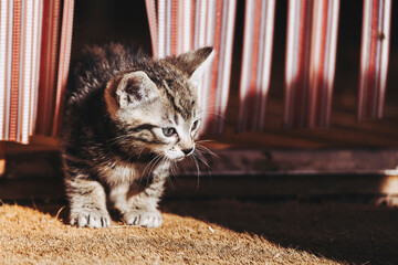 Portrait d'un mignon petit chaton tigré gris en train de jouer dehors