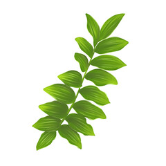 Polygonatum multiflorum green leaf 