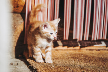Portrait d'un mignon chaton roux en train de jouer dehors