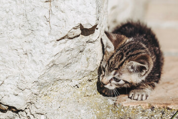 Portrait d'un mignon petit chaton tigré gris en train de jouer dehors