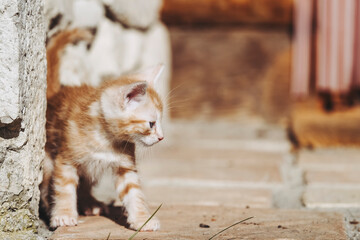 Portrait d'un mignon chaton roux en train de jouer dehors