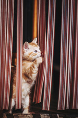 Portrait d'un mignon chaton roux en train de jouer dehors