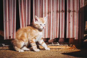 Portrait d'un mignon chaton roux en train de jouer dehors