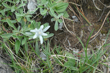Edelweiss