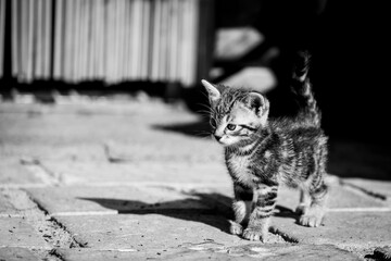 Portrait d'un mignon petit chaton tigré gris en train de jouer dehors