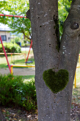 Heart shaped moss on a tree