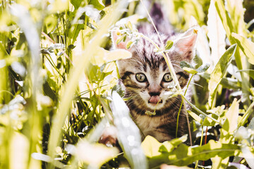 Portrait d'un mignon petit chaton tigré gris en train de jouer dehors