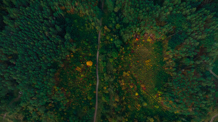beautiful idyllic pine forest autumnal season time drone photography scenic view with dirt lonely...