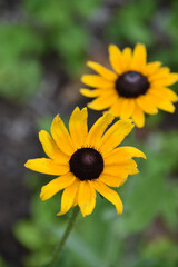 Pair of Blooming Black Eyed Susan Flowers in Bloom