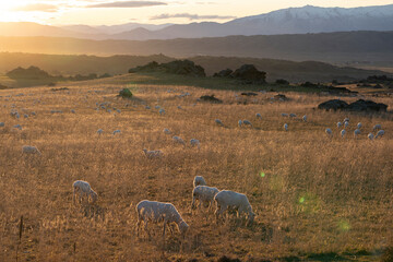 New Zealand sheep on a farm in a mountain landscape near Queenstown at sunset