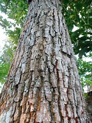 Looks like an old tree trunk.