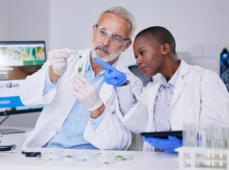 Scientist, science team with test tube and plant, black woman and senior man with medical research...