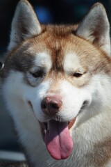 siberian husky dog