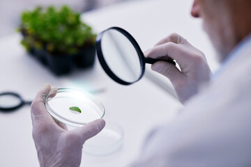Scientist, hand and plant with petri dish and magnifying glass research for agriculture in a...