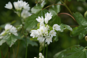 636941805 Libanon Lauch