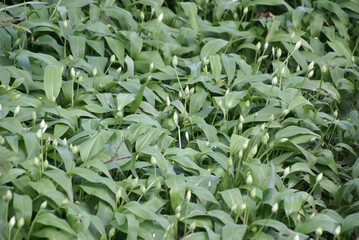 Obraz premium 636941809 Bärlauchknospen an Bärlauchpflanzen