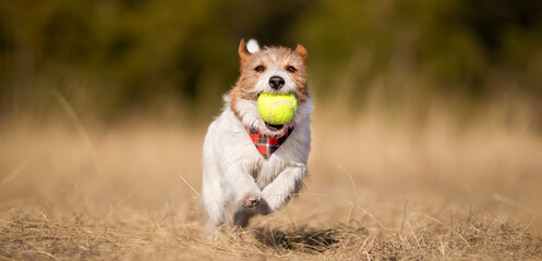 Playful happy pet dog running in the grass and playing with a toy tennis ball. National dog day banner with copy space.