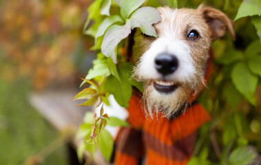 Happy funny dog smiling in the leaves and wearing warm scarf. Cold autumn, fall, winter, pet clothing background.