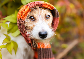 Funny dog wearing warm scarf. Cold autumn, fall, winter, cough, flu virus background. Animal face, head.