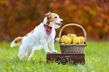 Cute happy healthy jack russell terrier dog smiling with a basket of quince apples in autumn. Fall, thanksgiving background.