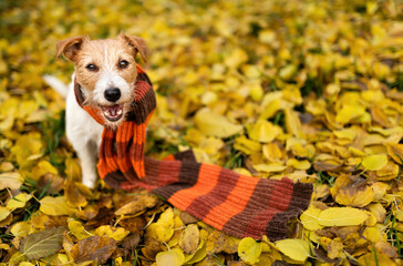 Cute funny smiling dog wearing warm scarf. Cold autumn, fall, winter, pet clothing background.