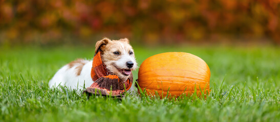 Happy pet dog puppy smiling in the grass with a pumpkin in autumn. Halloween, happy thanksgiving day or fall banner, background. - 636942481