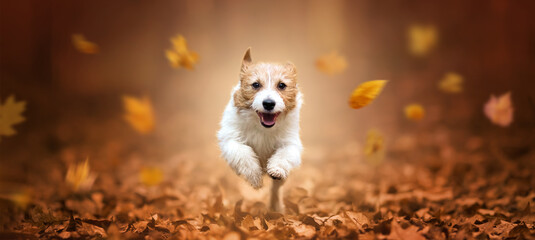 Happy jack russell terrier running in the leaves. Fall banner or background. Dog puppy walking in autumn.