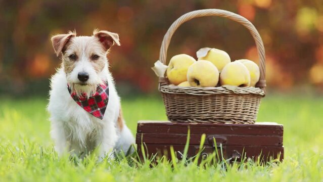 Cute happy healthy jack russell terrier dog sitting with a basket of quince apples in autumn. Fall, thanksgiving background.