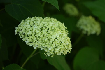 Blooming hydrangea white Annabelle flowers closeup. Hydrange starts to bloom.