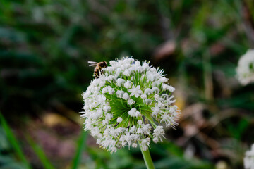 Onion flower, allium and honey bee in green garden