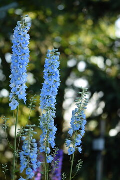 Delphinium blue flowers on lovely green summer garden full of sunshine. 