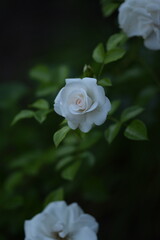 Aspirin Rose blooming, fragile white rose on green background , beautiful white  rose portrait with space for text.