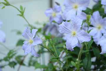 Clematis Blue Angel flowers on bright background of house, blooming blue climbing plant.