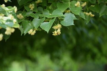 Fototapeta na wymiar Linden flowers on branch closeup, linden blooming tree, linden flower on green background with space for text.