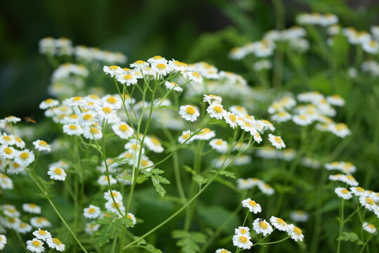 Feverfew blooming plant, Tanacetum parthenium flowers in summer garden.