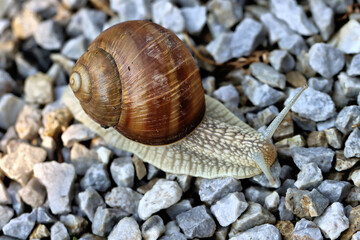 Snail