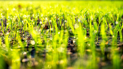 Selective focus of small grass with water dew droplet in morning light reflection with leaf of grasses,  Pure natural environment concept.
