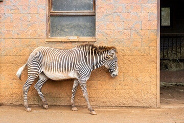 zebra in a zoo in front of a red wall © Patricia Sierra