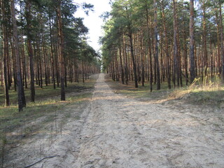 Fototapeta na wymiar sandy road in the pine forest